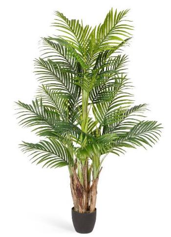 Пальма Арека Бетель 5 стволов