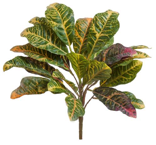 Кротон куст зелёно-жёлто-розовый