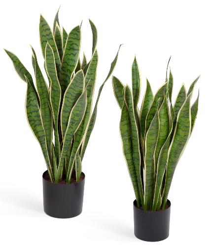 Сансевиерия куст желто-зеленый