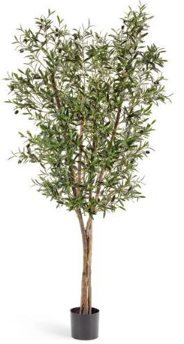 Олива Нэйчерел с плодами