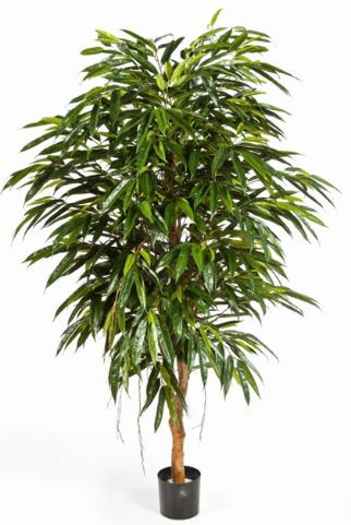 Лонгифолия Роял