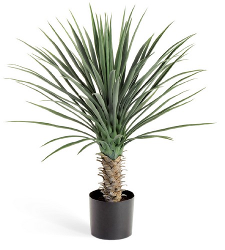 Юкка Рострата куст 80 см 2/2