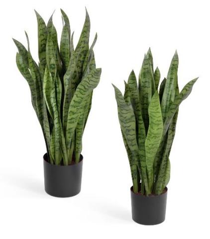 Сансевиерия куст зеленый