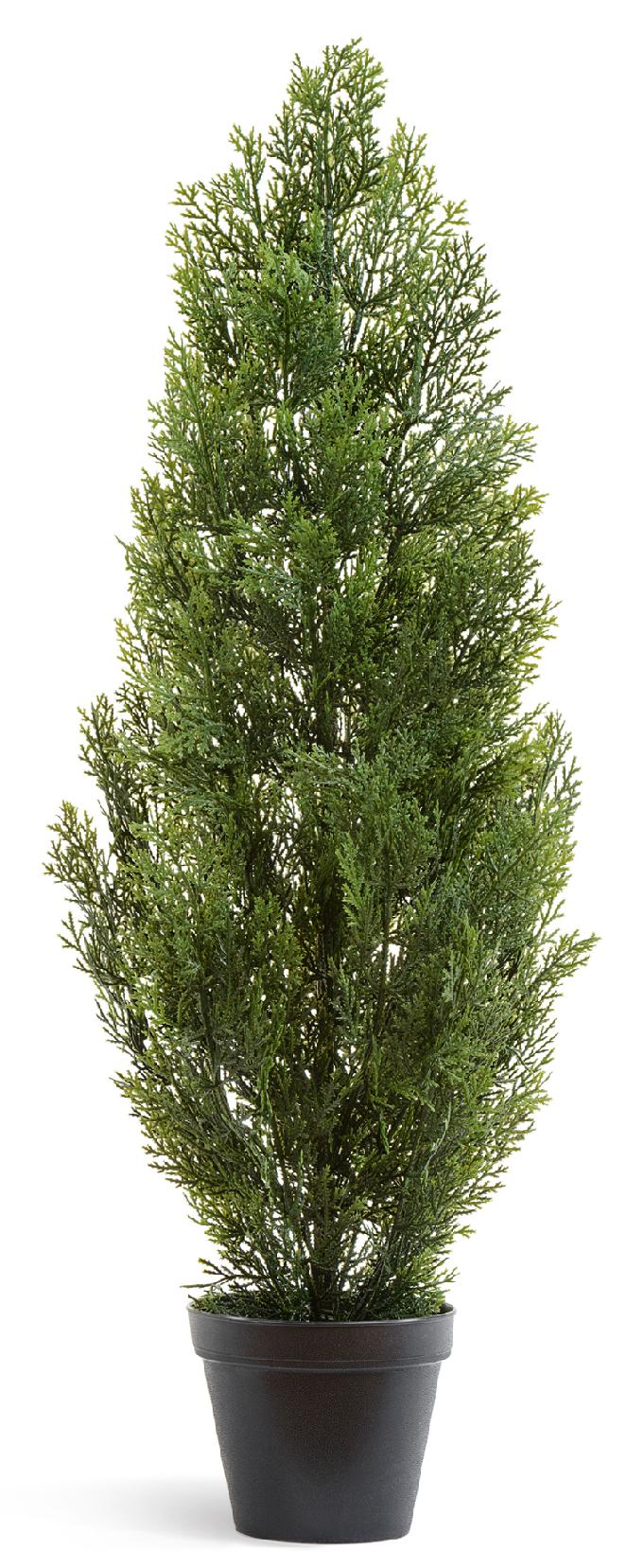 Туя Эйр Элеганс уличная