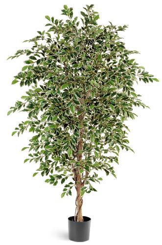 Фикус Фолиа  пестрый