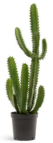 Кактус Цереус Стайл