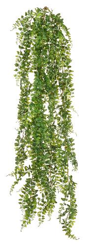 Папоротник Лесной ампельный