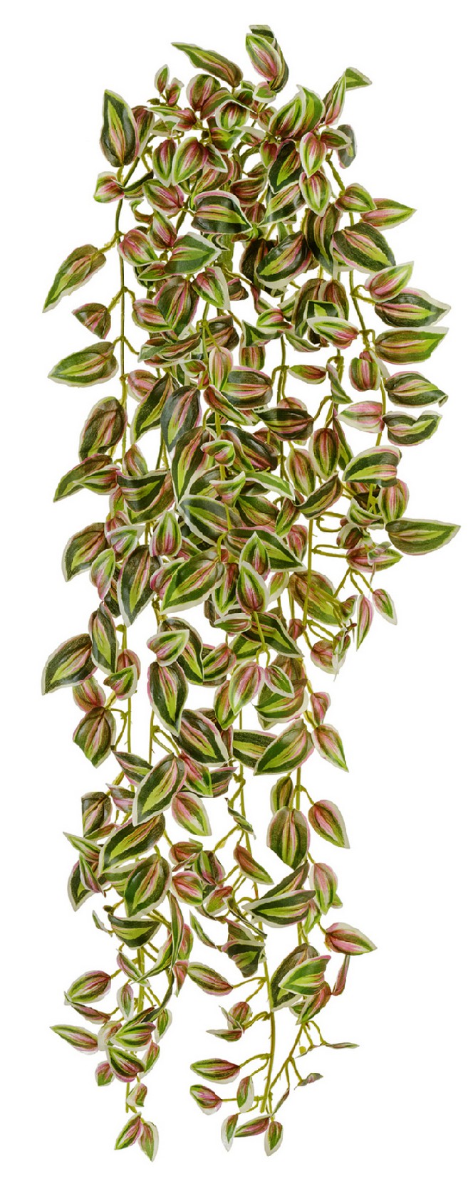 Традесканция бело-зелёная с розовым в-70 см (серия MDP) 12/144