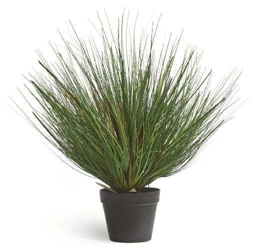 Трава Осока горная куст