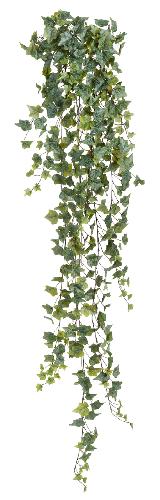 Английский плющ Олд Тэмпл припыленно-зеленый