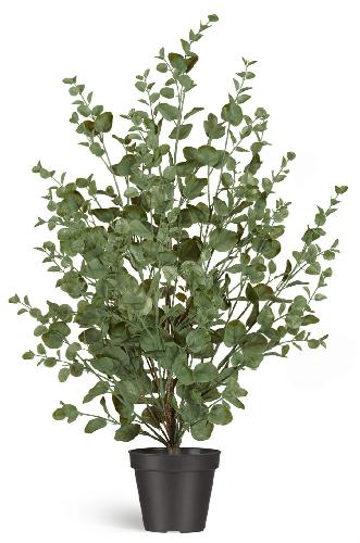 Эвкалипт куст припылённо-зелёный