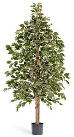 Фикус Бенжамина пестрый натуральный