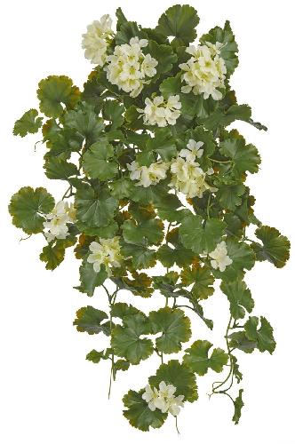 Герань ампельная кремовая (UV-фильтр)