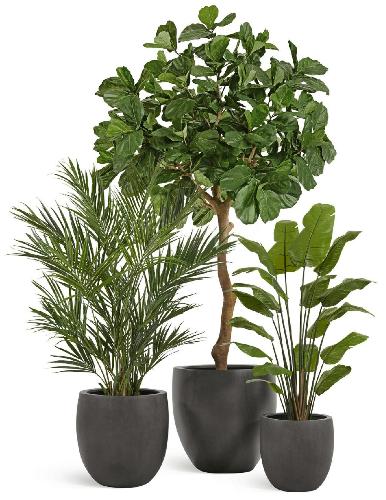 Сет № 20 - Композиция с Фикусом Лирата Гигант и стрелицией в кашпо Treez Effectory Beton окргулый конус
