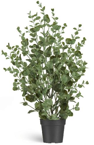 Эвкалипт куст припылённо-зелёный