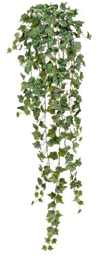 Английский плющ Олд Тэмпл припыленно-зеленый