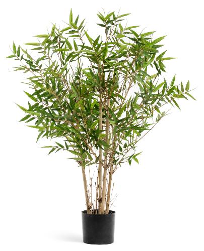 Бамбук Новый японский