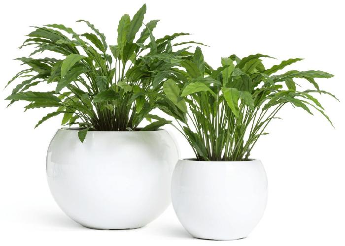 Готовый комплект Калатеи в кашпо Effectory полусфера (№ 3)