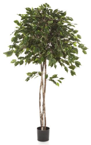 Фикус Бенжамина зонтичный 