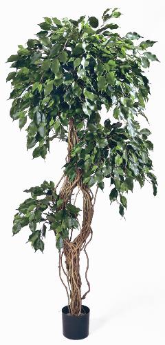 Фикус Бенжамина Селеста