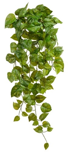 Потос Ауреум ампельный большой