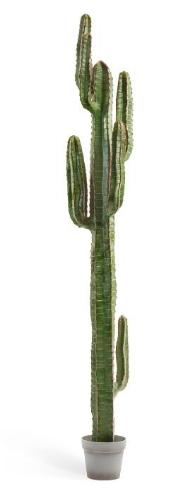 Кактус Цереус Мексиканский