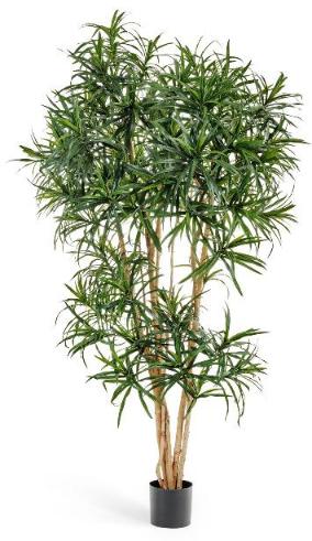 Драцена Анита Рефлекса