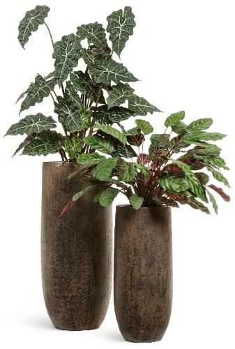 Готовый комплект Алоказия и калатея в кашпо Treez Effectory Metal