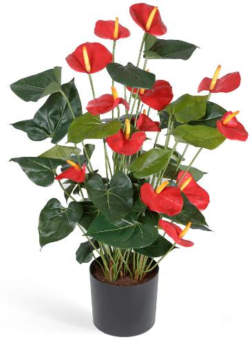 Антуриум Де Люкс большой куст красный в кашпо