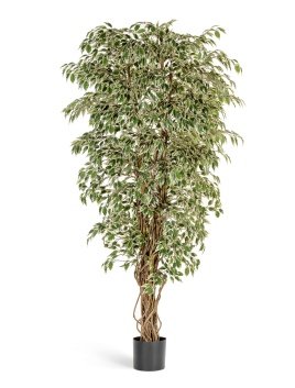 Гавайский фикус лиана пестролистный