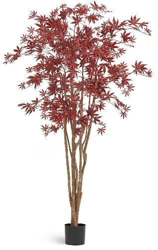 Клён японский Вайлд