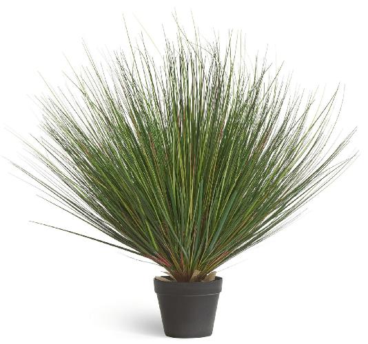 Трава Осока горная куст