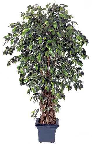 Фикус лиана де люкс