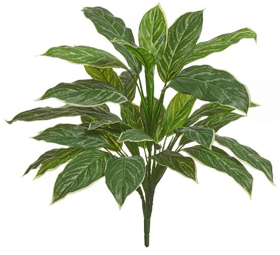 Аглаонема Страйпс куст большой бело-зелёный