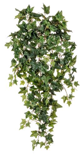 Английский плющ Новый