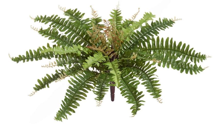 Папоротник Бостон Новый натуральный зеленый