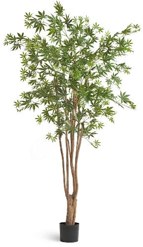 Клён японский Вайлд