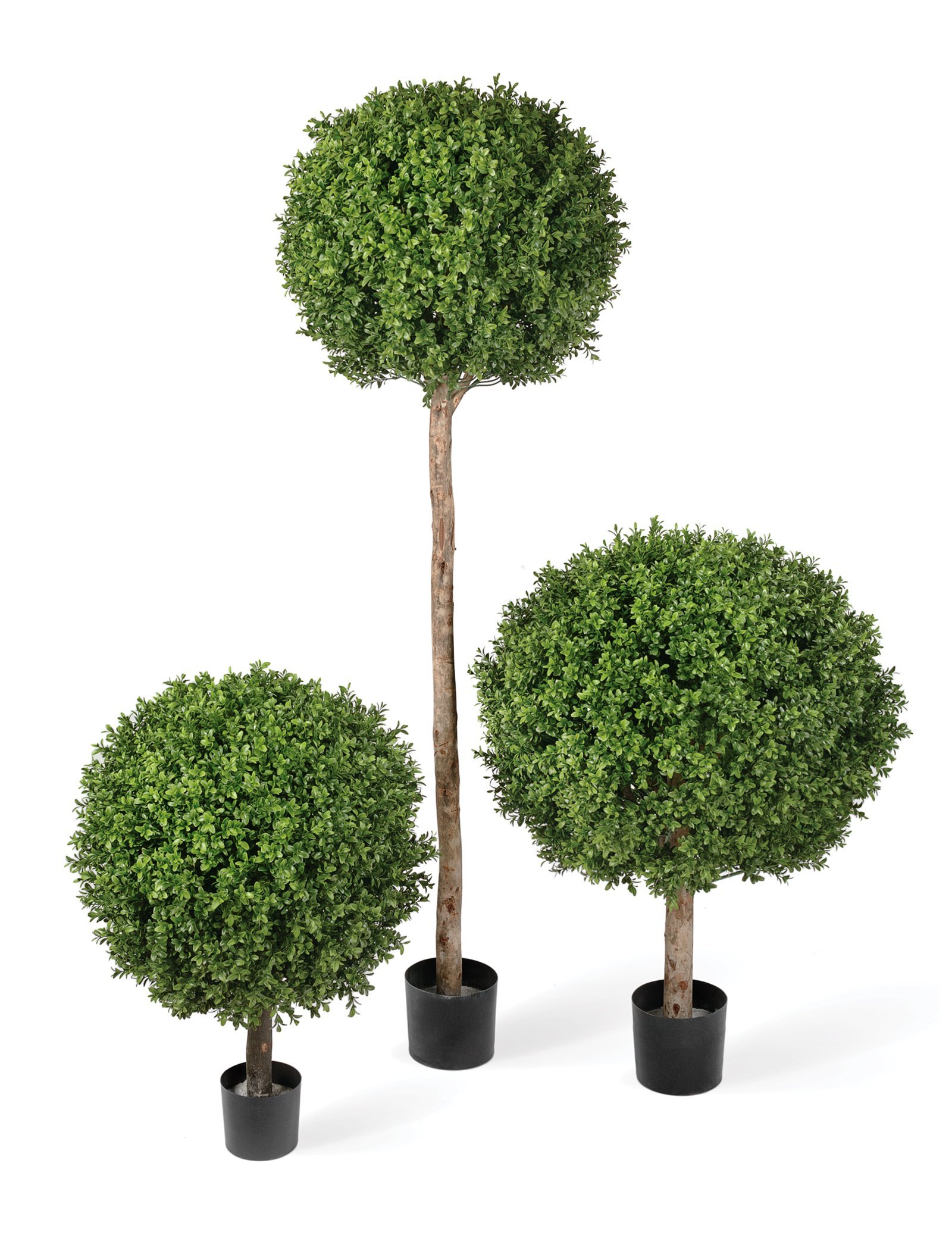 Treez. Самшит штамбовый. Самшит на штамбе. Самшит Treez collection. Самшит Буксус шар.