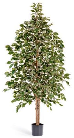 Фикус Бенжамина пестрый натуральный