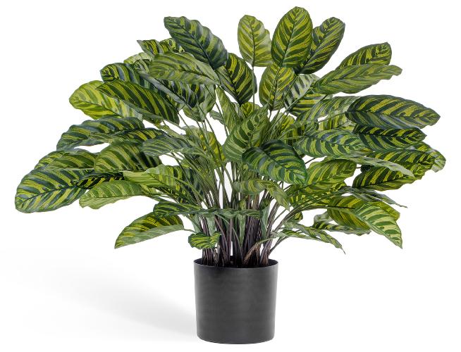 Калатея крупнолистная в горшке