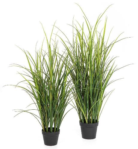 Тростник куст