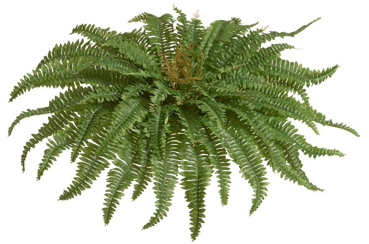 Папоротник Бостон Новый натуральный зеленый (57 листов)