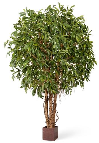 Лонгифолия широколистная Гигантская