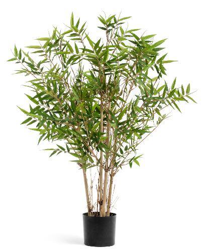 Бамбук Новый японский