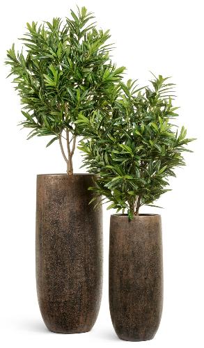 Готовый комплект Кротоны Голдфингер в кашпо Treez Effectory округлый конус