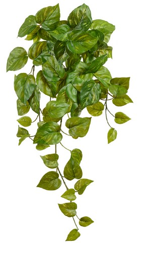 Потос Ауреум ампельный малый