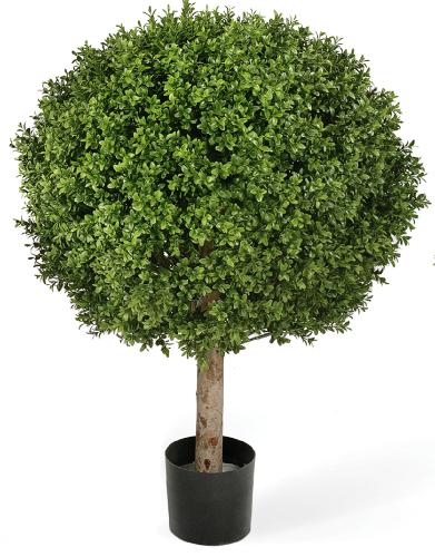 Самшит Шар уличный на коротком стволе