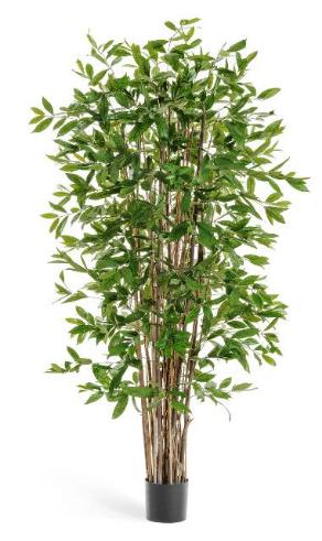 Драцена Саркула Спотти