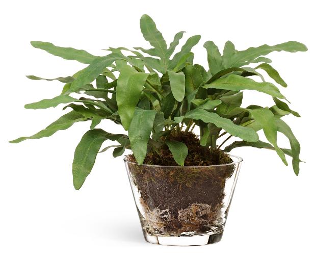 "Rabbit Foot" в стеклянной вазе с мхом, корнями, землей