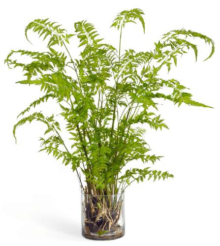 Папоротник Железный в стекле с корнями, землёй, мхом (Арт-объект) 10.0313045